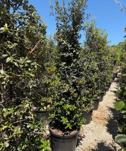 Quercus ilex struikvorm steeneik