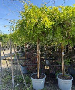 Wisteria blauwe regen hoogstam kopen