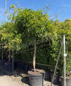 Blauwe regen hoogstam kopen Wisteria sinensis Wisteria floribunda
