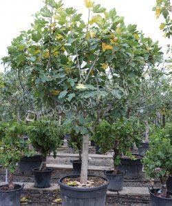 Vijgenboom 'Forma Toscana' - Ficus carica - Halfstam kopen