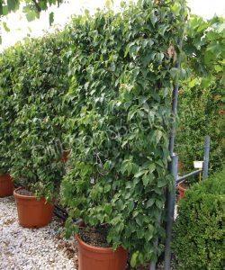 Cornus kousa 'China Girl' leivorm kopen Japanse grootbloemige kornoelje
