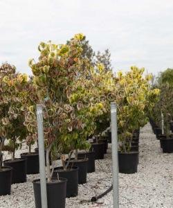 Cornus florida struikvorm kopen Amerikaanse kornoelje