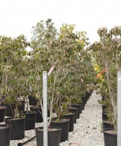 Amerikaanse kornoelje struikvorm kopen Cornus florida