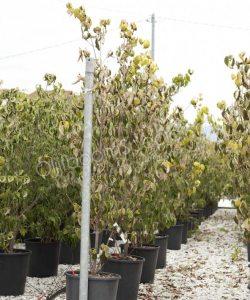 Cornus kousa 'China Girl' kopen Japanse grootbloemige kornoelje