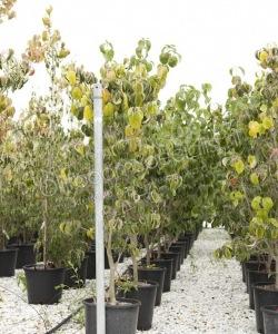 Cornus florida struikvorm kopen