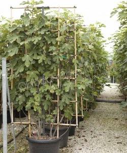 Vijgenboom 'Forma Toscana' - Ficus carica - Leischerm