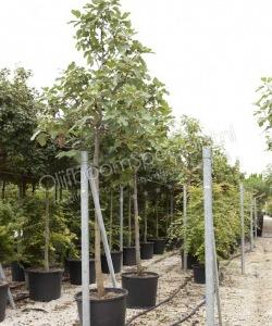 Vijgenboom - Ficus carica - Hoogstam