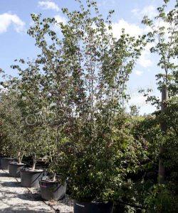 Japanse grootbloemige kornoelje struikvorm kopen Cornus kousa 'China Girl'