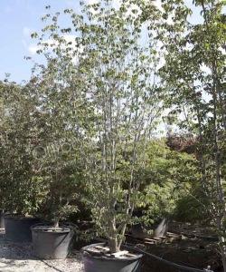 Cornus kousa 'China Girl' struikvorm Japanse grootbloemige kornoelje