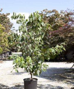 Japanse grootbloemige kornoelje struikvorm kopen Cornus kousa 'China Girl'