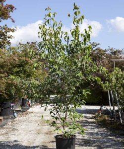 Japanse grootbloemige kornoelje kopen Cornus kousa 'China Girl'