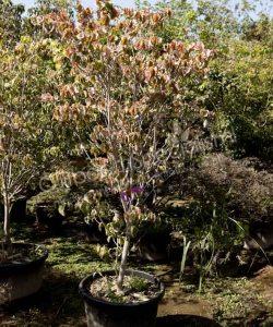 Cornus florida kopen Amerikaanse kornoelje
