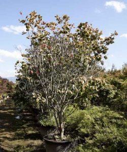 Amerikaanse kornoelje kopen Cornus florida