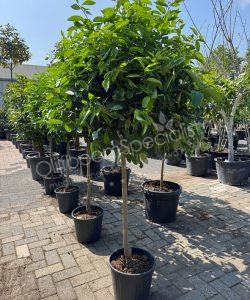 Limoenboom - Citrus latifolia