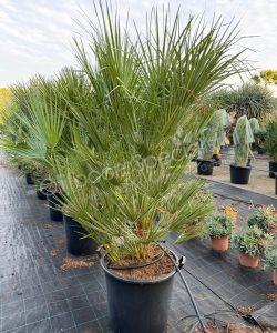 Chamaerops humilis - Europese dwergpalm kopen