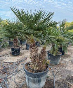 Chamaerops humilis - Europese dwergpalm meerstammig