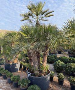 Chamaerops humilis - Europese dwergpalm meerstammig