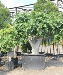 Vijgenboom - Ficus carica - Halfstam 