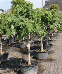 Vijgenboom - Ficus carica - Halfstam 