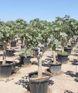 Vijgenboom - Ficus carica - Halfstam 
