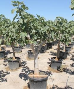 Vijgenboom - Ficus carica - Halfstam 