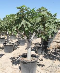 Vijgenboom - Ficus carica - Halfstam kopen