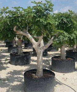 Vijgenboom - Ficus carica - Halfstam 