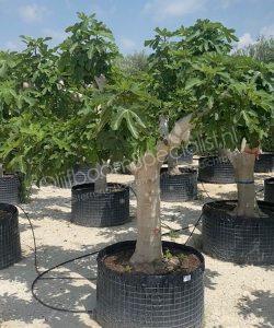 Vijgenboom - Ficus carica - Halfstam 