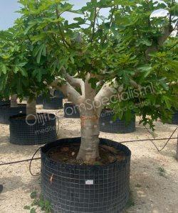 Vijgenboom - Ficus carica - Halfstam 