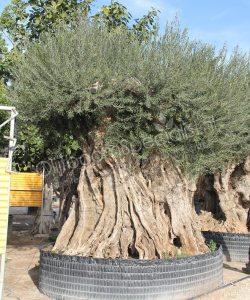 Olea Europaea Olijfboom Struikvorm - Winterhard - Hoogte Ca. 75 Cm Incl. Pot