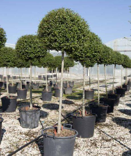 Liguster kopen (Ligustrum delavayanum) | OlijfboomSpecialist