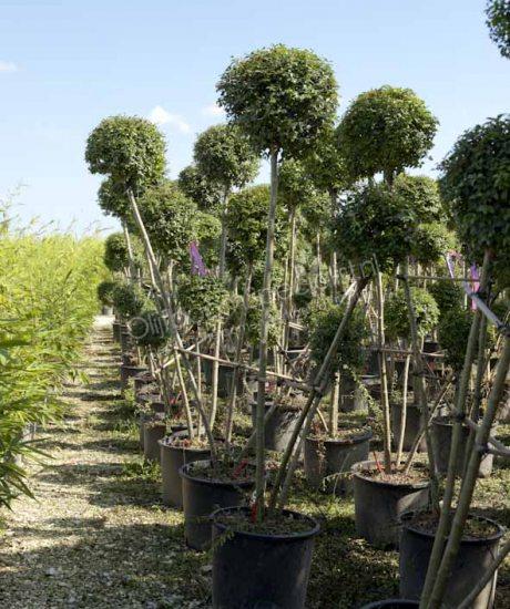Liguster kopen (Ligustrum delavayanum) | OlijfboomSpecialist
