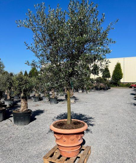 Toscaanse Olijfboom in terracotta pot kopen