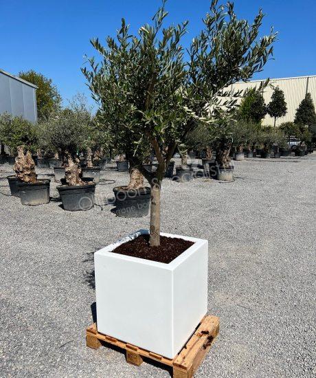Olijfboom 20/30cm stamomtrek laag vertakt in witte geisoleerde polyester plantenbak 60x60x60cm