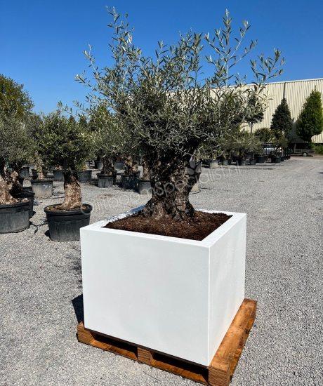 Bonsai olijfboom 80/100cm stamomtrek in witte geisoleerde polyester plantenbak 100x100x80cm 