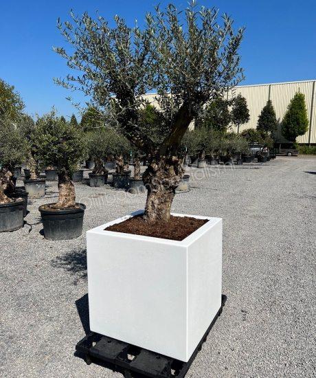 Olijfboom 60/70cm stamomtrek laag vertakt in witte geisoleerde polyester plantenbak 80x80x80cm 