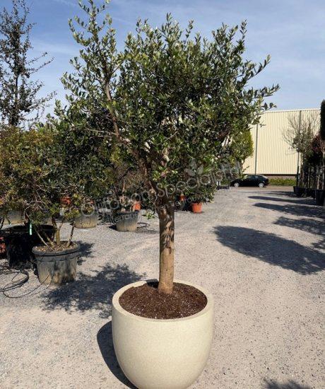 Olijfboom in polystone pot kopen