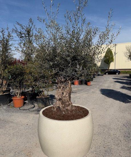Olijfboom in polystone pot kopen