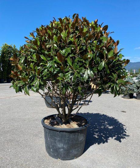 Magnolia grandiflora meerstammig kopen