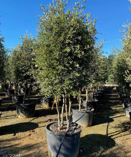 Quercus Ilex meerstammig kopen