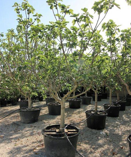 Toscaanse Ficus carica halfstam kopen