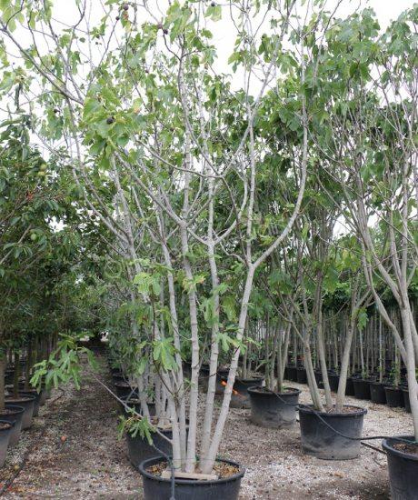 Ficus carica meerstammig kopen