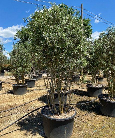 Meerstammige olijfboom Forma Toscana in pot