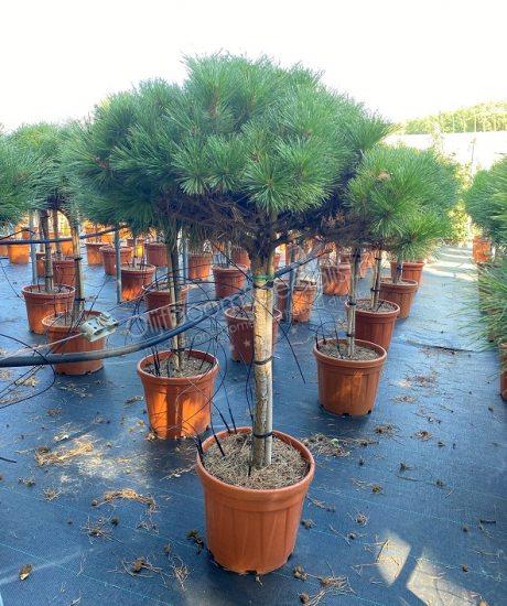 Pinus brepo kopen
