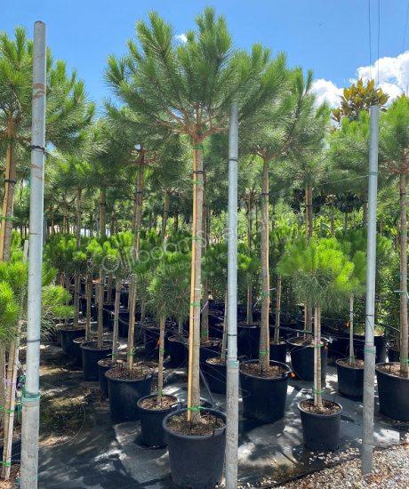 Pinus pinea heeft een stamhoogte van 180cm met lichtgroen bladen