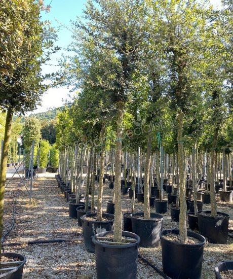 Quercus suber hoogstam kopen