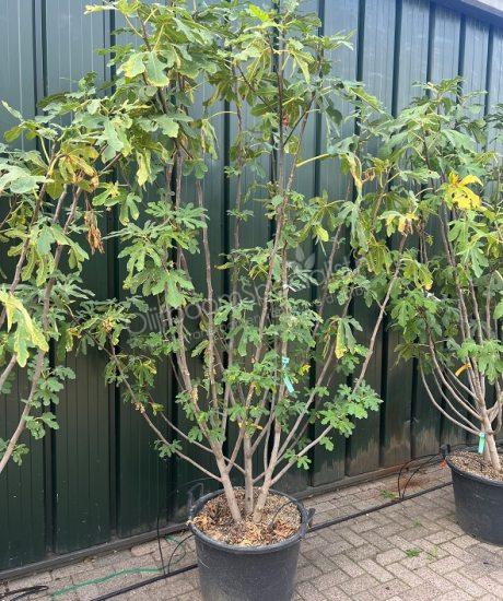 Ficus carica meerstammig kopen
