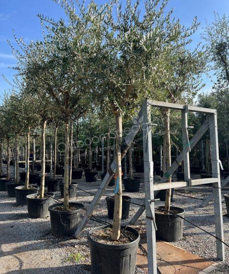 Toscaanse Olijfboom kopen