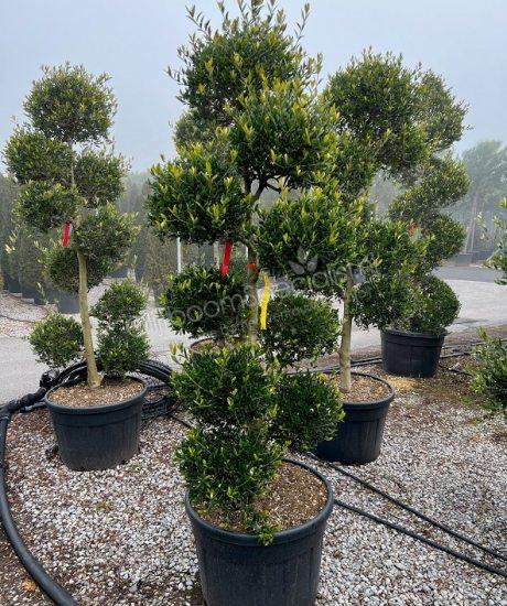 Italiaanse olijfboom kopen in pot