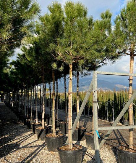 Pinus pinea heeft een stamhoogte van 220cm met lichtgroen bladen
